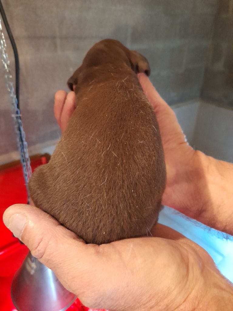 ARIA du clos bailleaulais