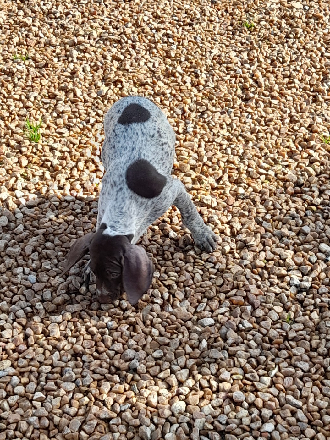 A..................... du clos bailleaulais