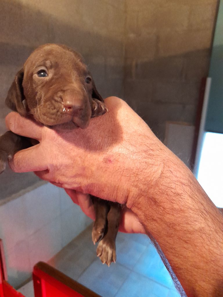 ARIA du clos bailleaulais