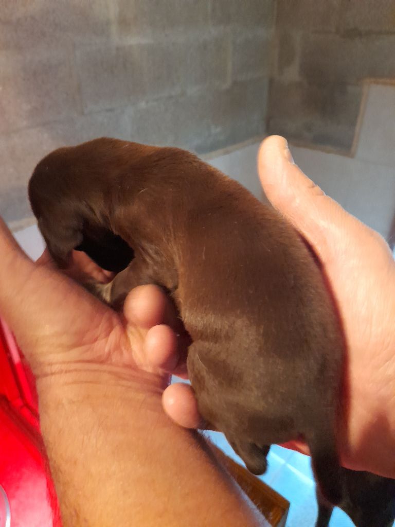 ACHILE du clos bailleaulais