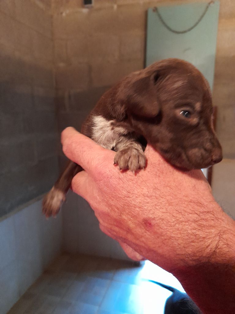 ACHILE du clos bailleaulais