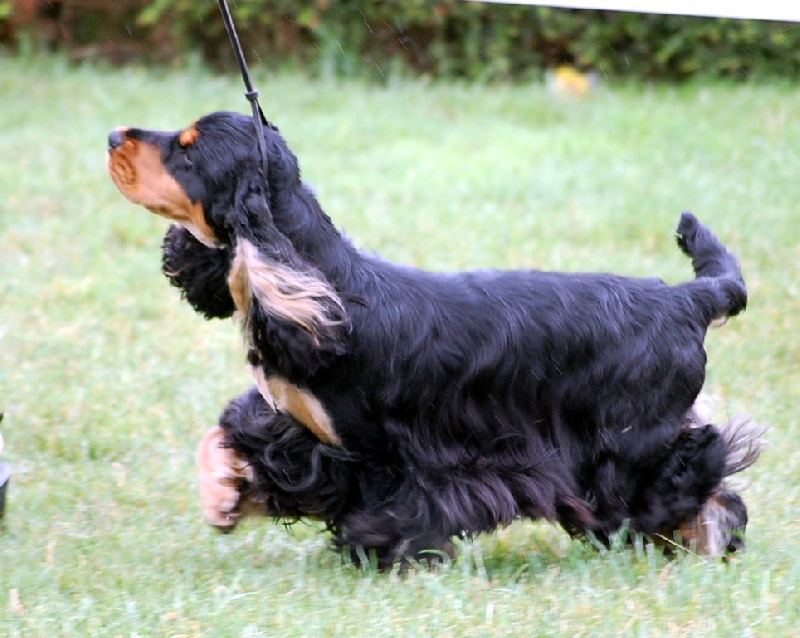 CH. jozelah Look at me - Classe ouverte : 1er ex CACS - CACIB