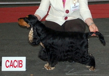 CH. jozelah Look at me - Classe champion : 1er ex - CACIB - Meilleur de race