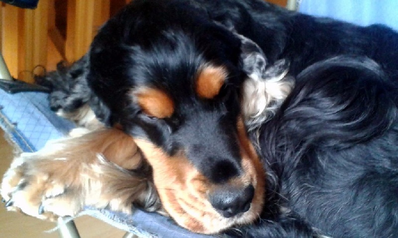 CH. jozelah Look at me - 1er excellent RCACIB