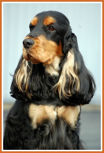 CH. jozelah Look at me - Classe ouverte : 1er ex CACS