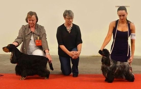 CH. jozelah Look at me - 1er Exellent CACIB et Meilleur de race