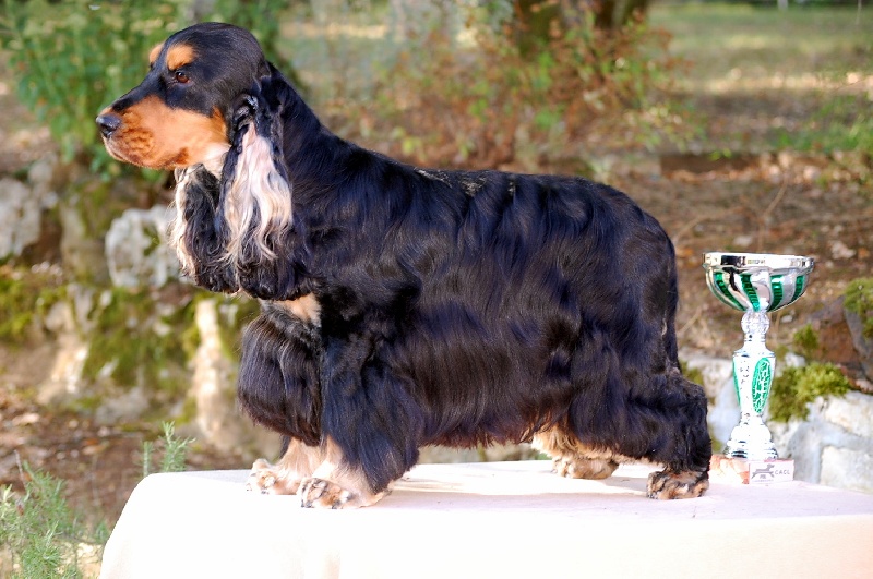 CH. jozelah Look at me - Classe ouverte : 1er ex CACL