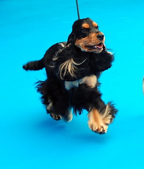 CH. jozelah Look at me - Classe ouverte : 2e excellent