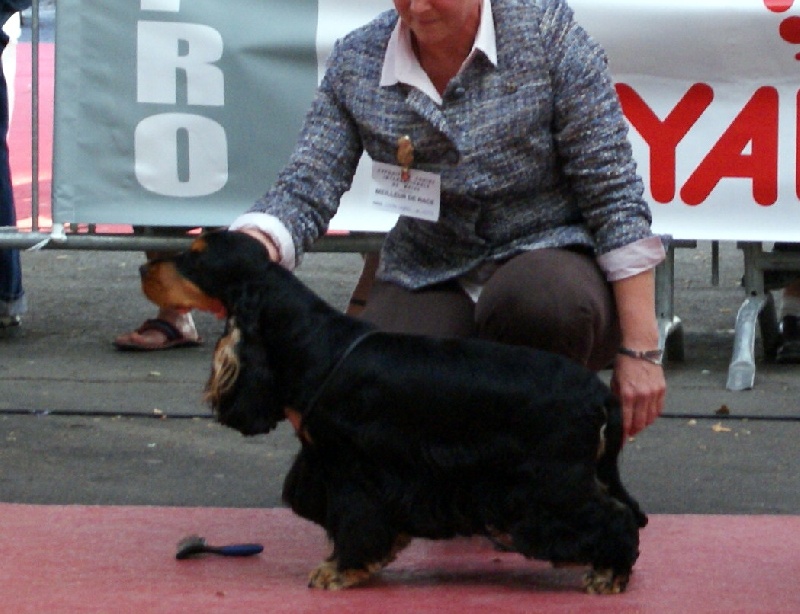 CH. jozelah Look at me - Classe ouverte : 1er ex CACS - CACIB - Meilleur de race