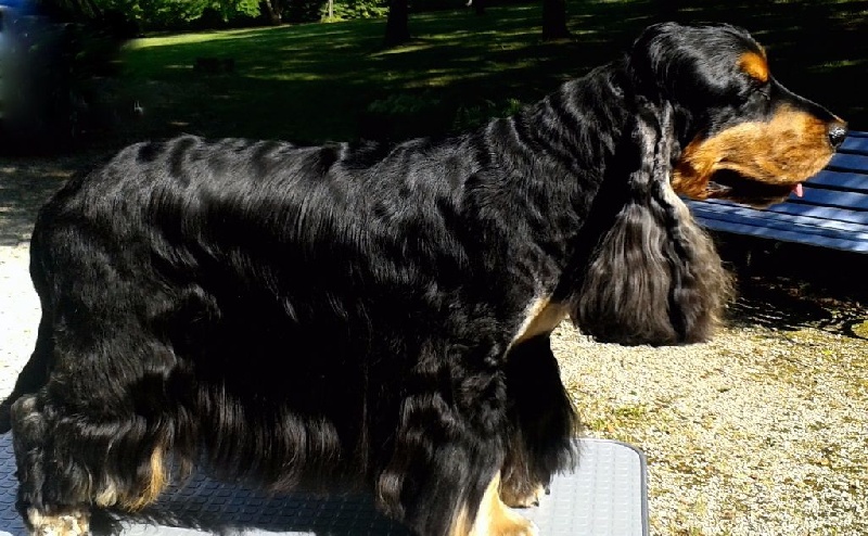 CH. jozelah Look at me - 1er Excellent classe champion