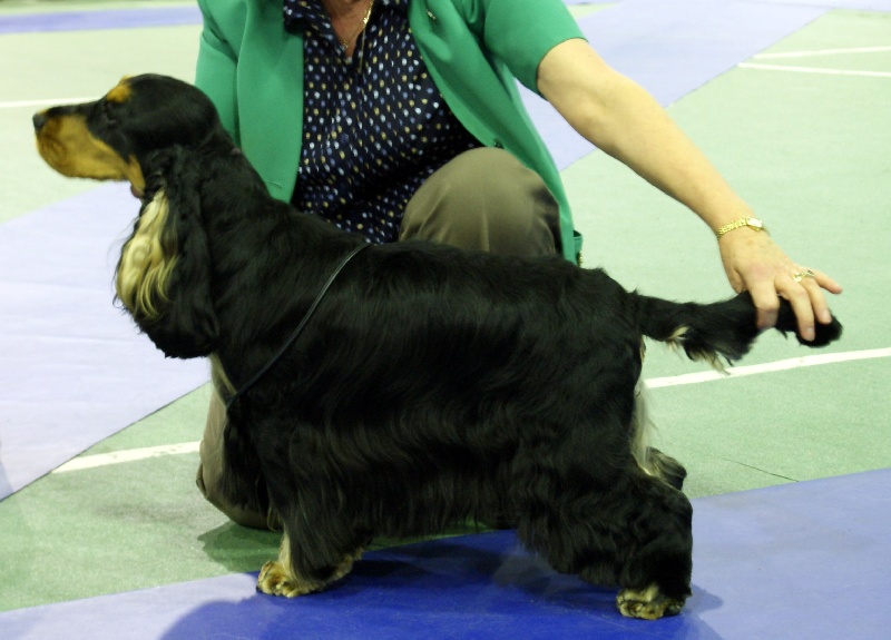 CH. jozelah Look at me - 2 nd place - Qualifié à vie pour Cruft