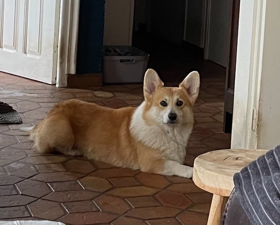 Publication : Milk Wood Auteur : Gwen