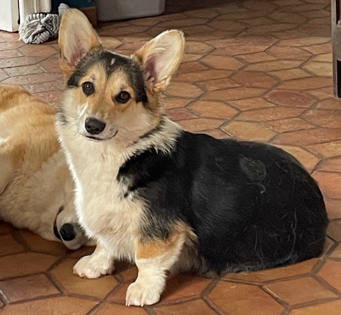 Publication : Milk Wood Auteur : Gwen