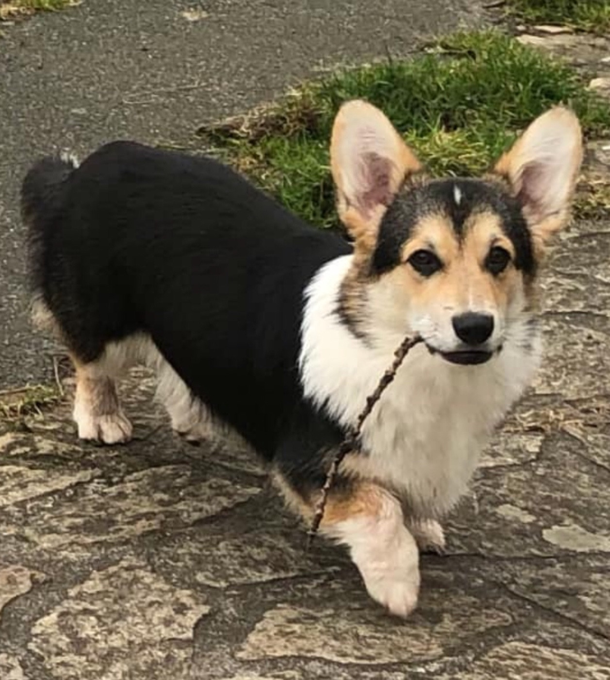 Publication : Milk Wood Auteur : Gwen