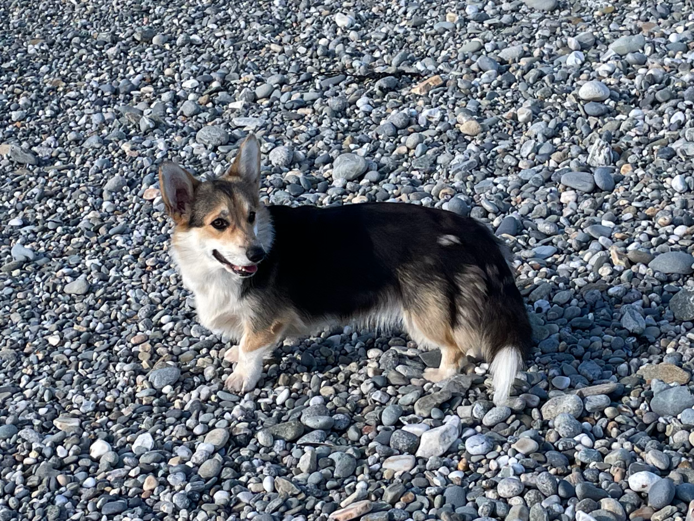 Publication : Milk Wood Auteur : Gwen