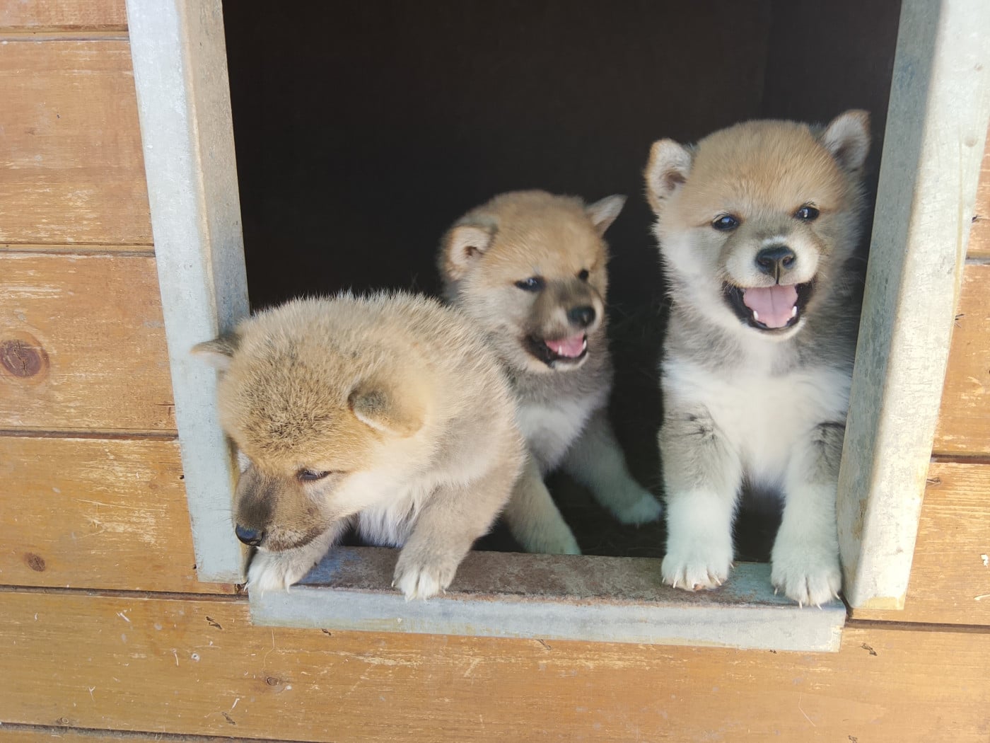 Shiba - des fringants complices