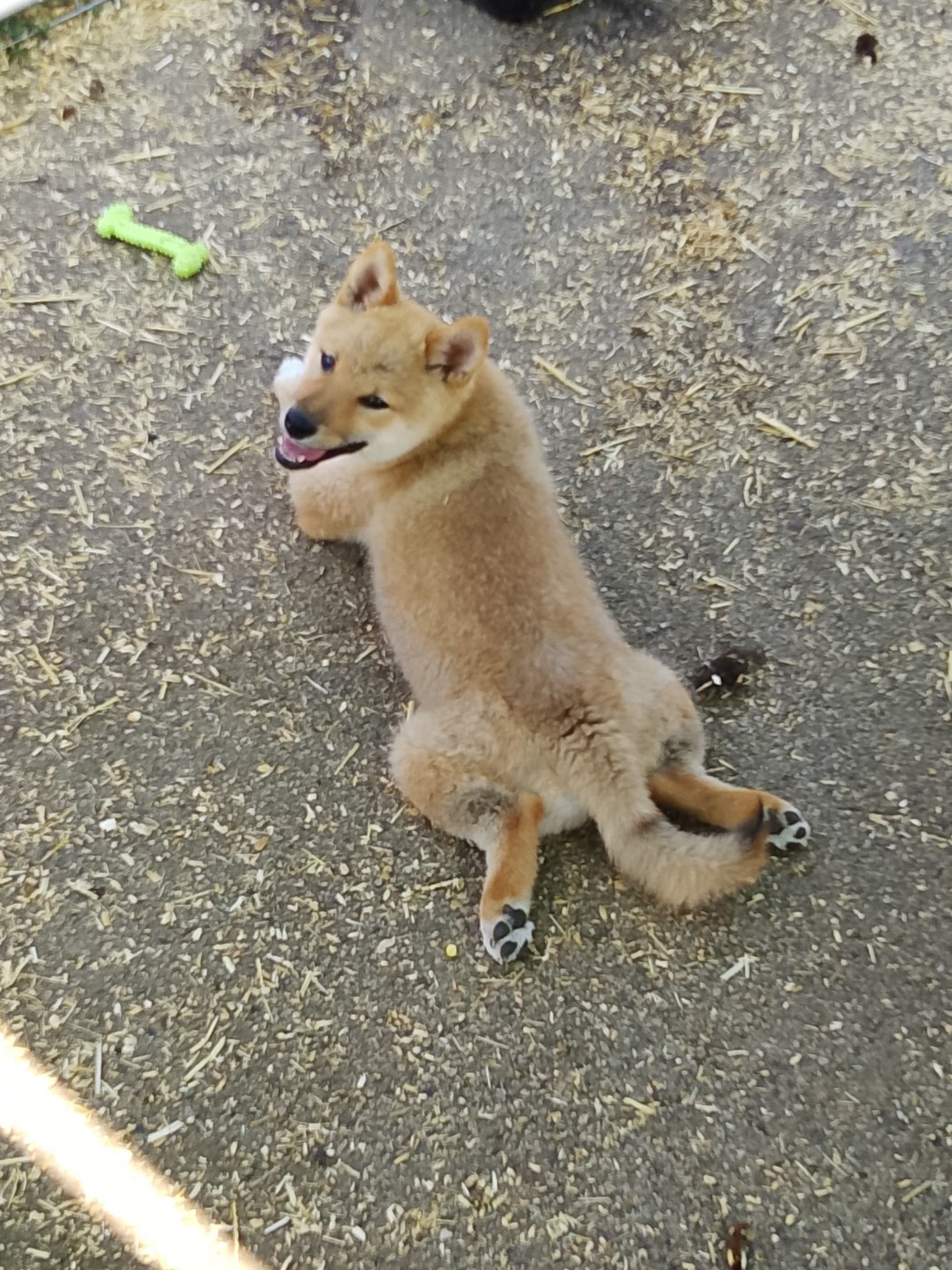 Chiot N°6