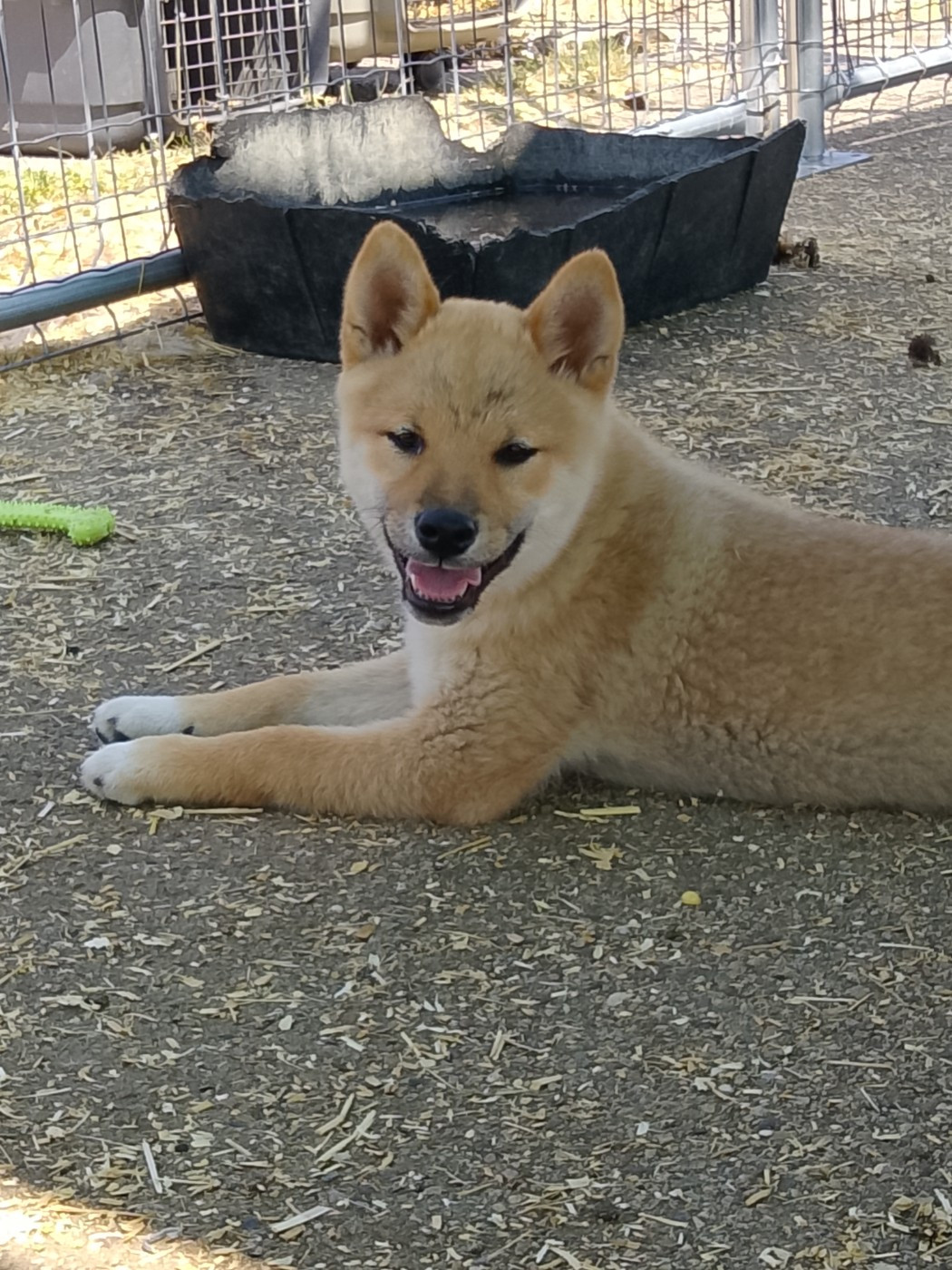 Chiot N°6