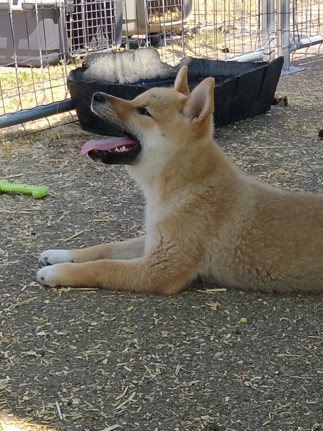 Chiot N°6