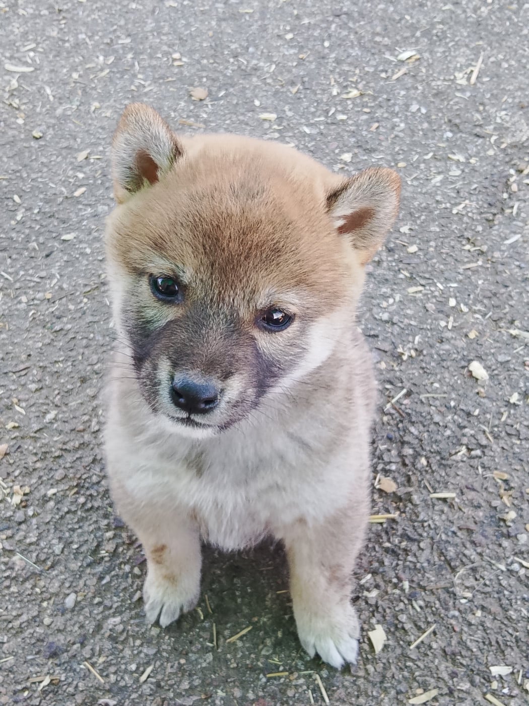 Chiot N°1 - Shiba