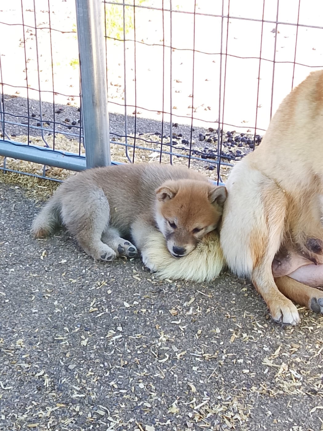 Chiot N°4 - Shiba