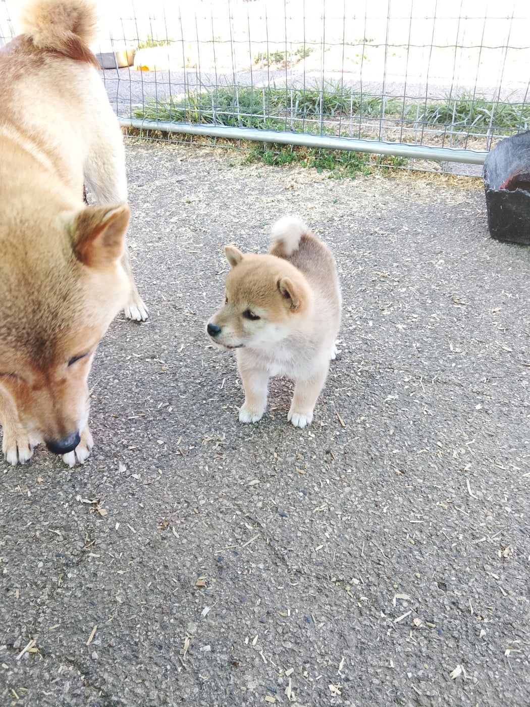 Chiot N°5 - Shiba