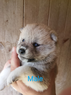 Les chiots de Shiba