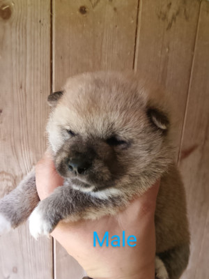 Les chiots de Shiba