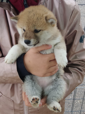 Les chiots de Shiba