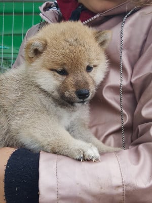 Les chiots de Shiba