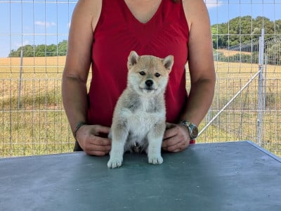 Les chiots de Shiba