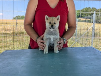 Les chiots de Shiba