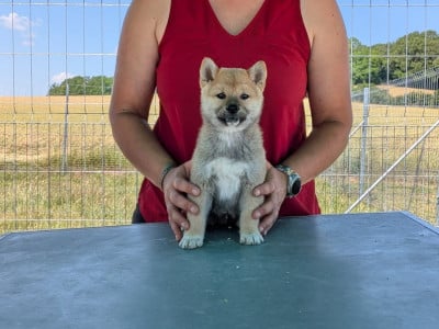 Les chiots de Shiba
