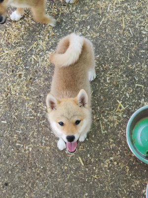 Les chiots de Shiba