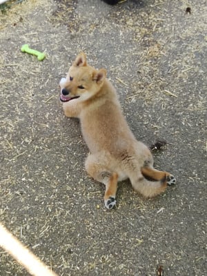 Les chiots de Shiba