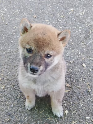 Les chiots de Shiba