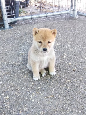 Les chiots de Shiba