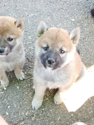 Les chiots de Shiba
