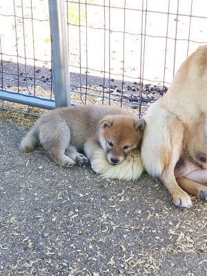 Les chiots de Shiba