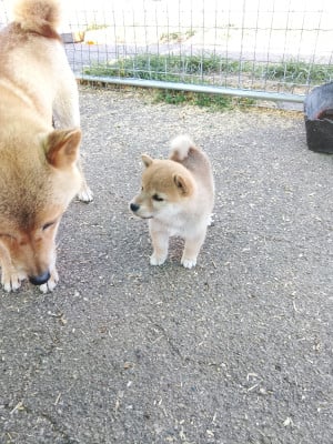 Les chiots de Shiba