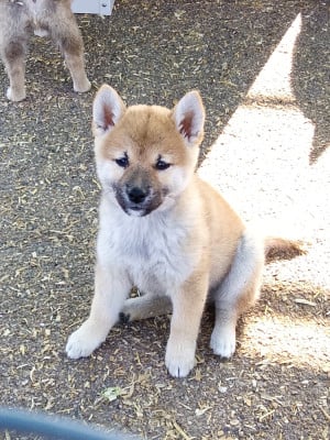 Les chiots de Shiba