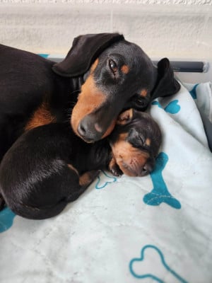 Les chiots de Teckel poil ras