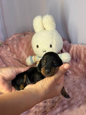 Les chiots de Teckel poil ras