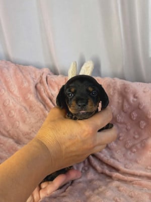 Les chiots de Teckel poil ras