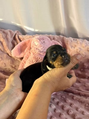 Les chiots de Teckel poil ras