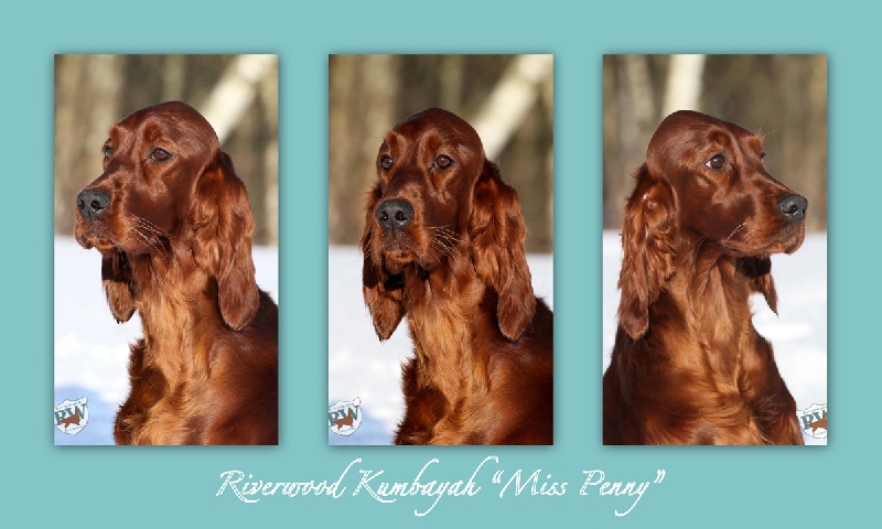 CH. Riverwood Kumbayah , lux jr ch, bjs 12 - 1ex + Meilleur jeune + BOB + BOG + 3 BIS