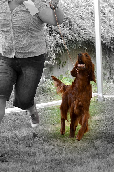 CH. Riverwood Kumbayah , lux jr ch, bjs 12 - 1 er excellent + VDH + CAC + CACIB + BOB