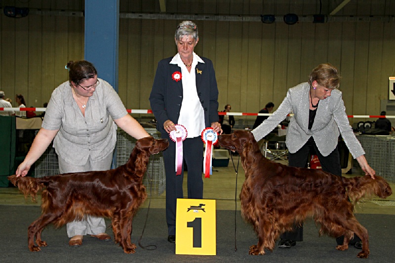 CH. Riverwood Kumbayah , lux jr ch, bjs 12 - 1 ex + CACL + CACIB meilleure femelle