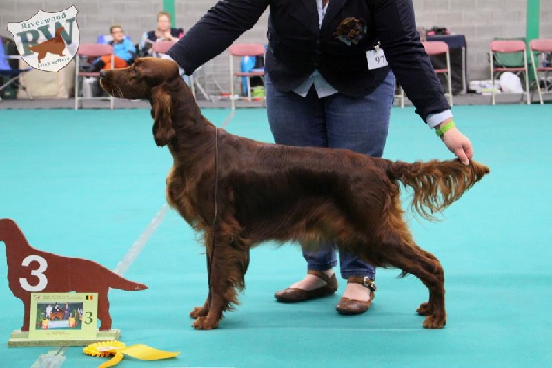 CH. Riverwood Kumbayah , lux jr ch, bjs 12 - 3 ex sur 8