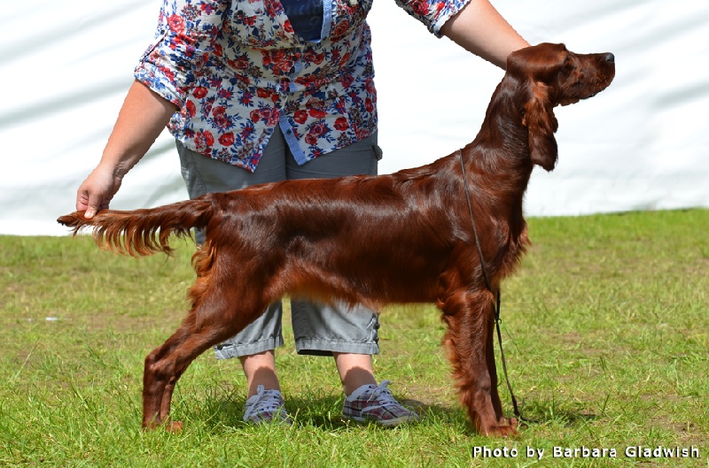 CH. Riverwood Kumbayah , lux jr ch, bjs 12 - 2nd place in puppy